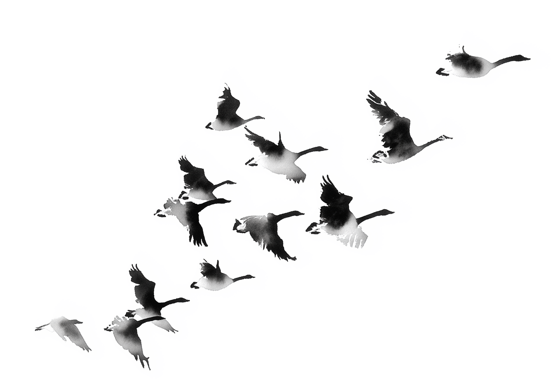 A flock of birds flies diagonally upward in delicate black and grey Chinese ink brushwork on a transparent background.