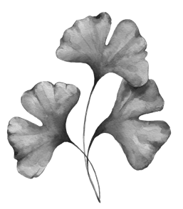Ink drawing of ginkgo leaves
