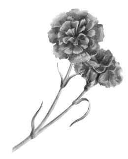 Ink drawing of a flowering stem