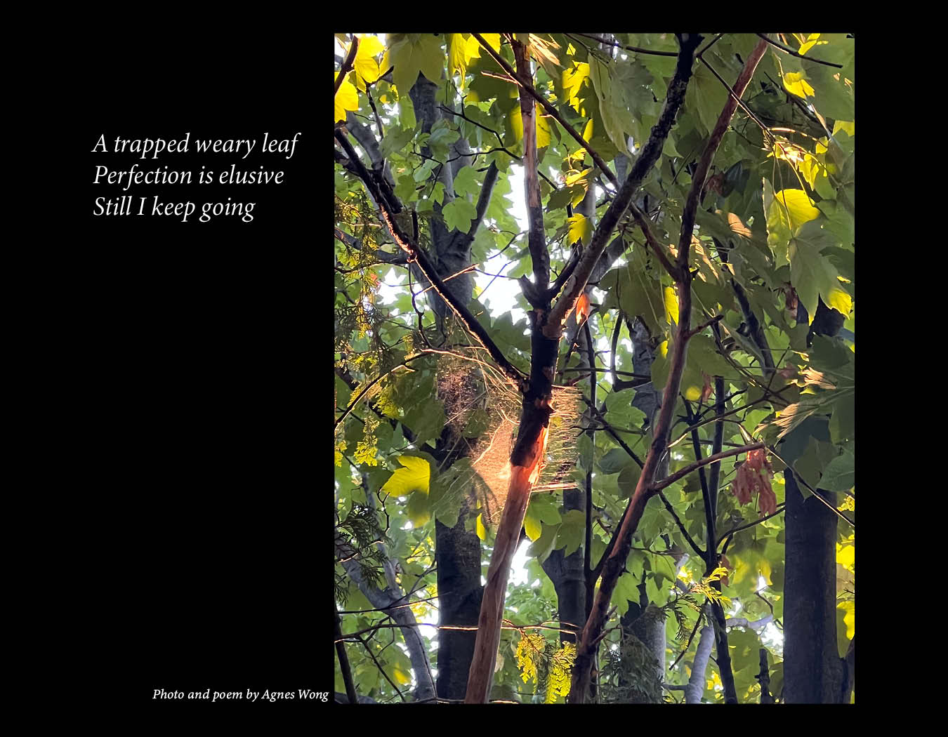 A dry leaf caught in a web among sunlit tree branches and green leaves.