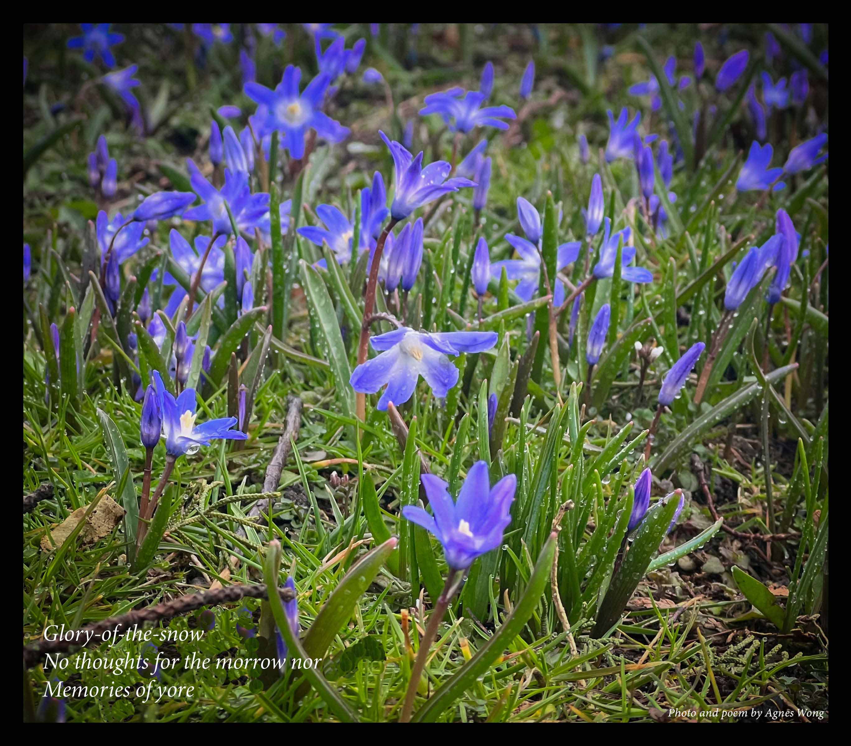 Blue-violet glory-of-the-snow flowers bloom among dew-covered green grass.