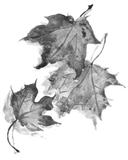 Ink drawing of maple leaves