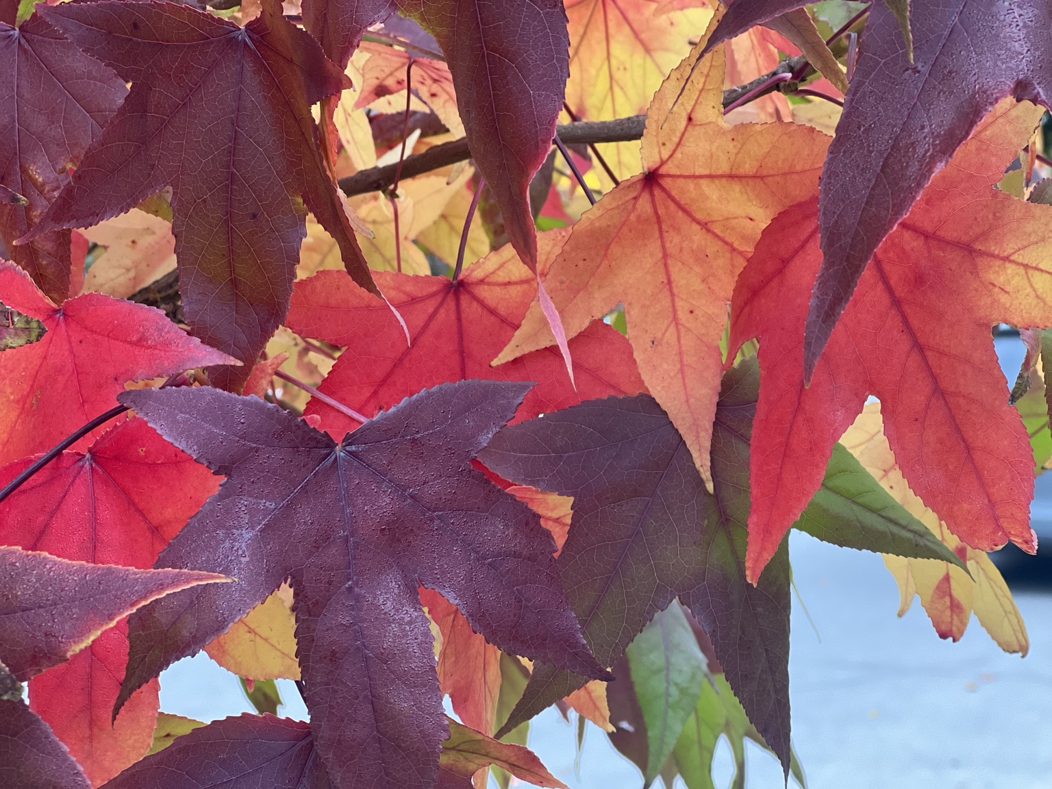 Close-up of autumn leaves in red, amber and deep purple