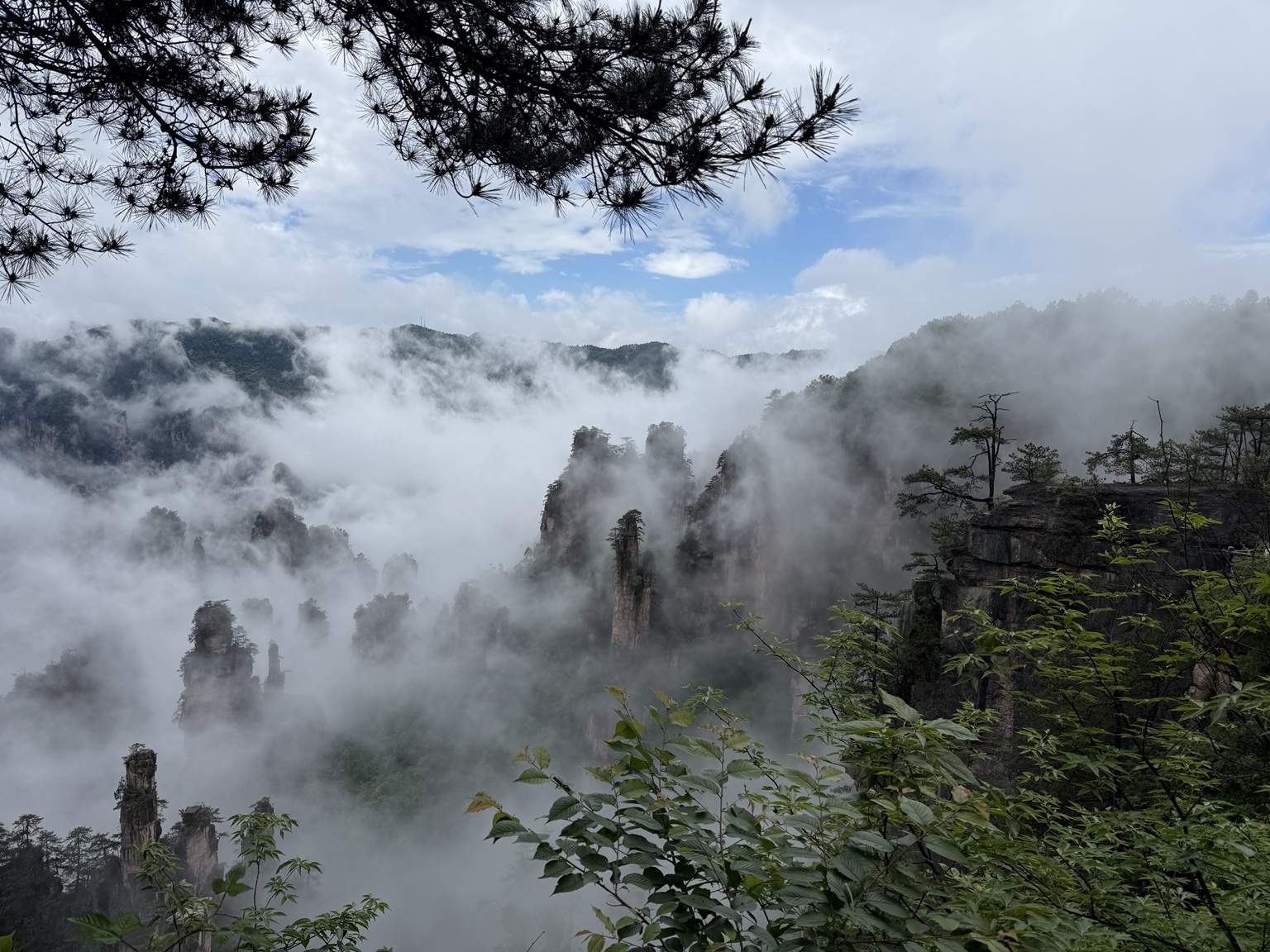 Forested rock pillars rising through mist, framed by pine branches and green foliage