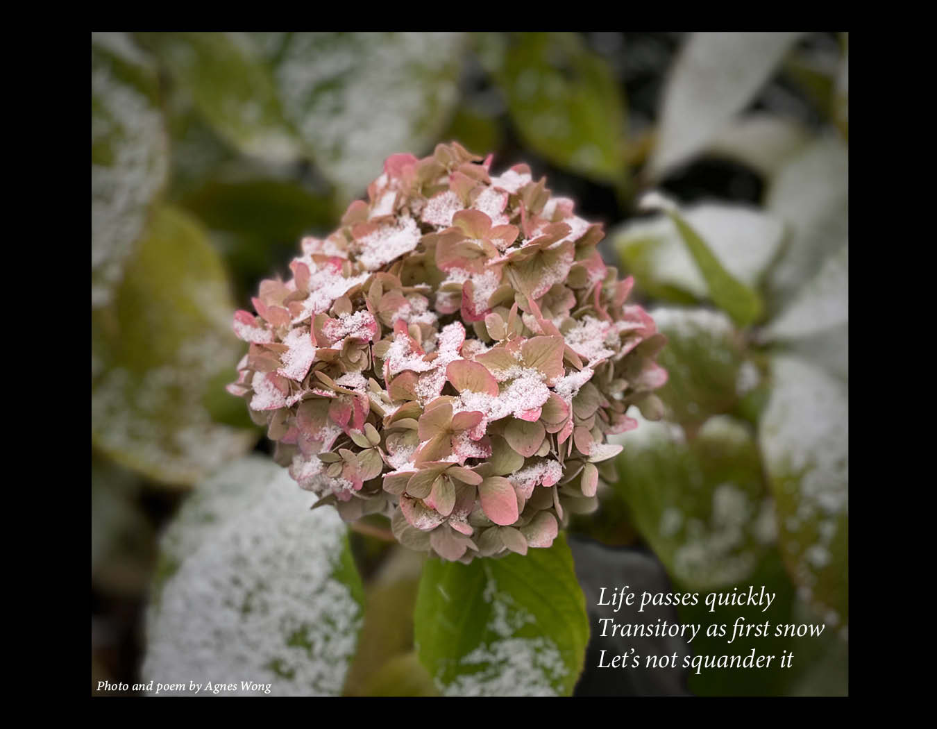 A fading pink hydrangea flower is lightly dusted with snow, against green leaves and a softly blurred snowy background.