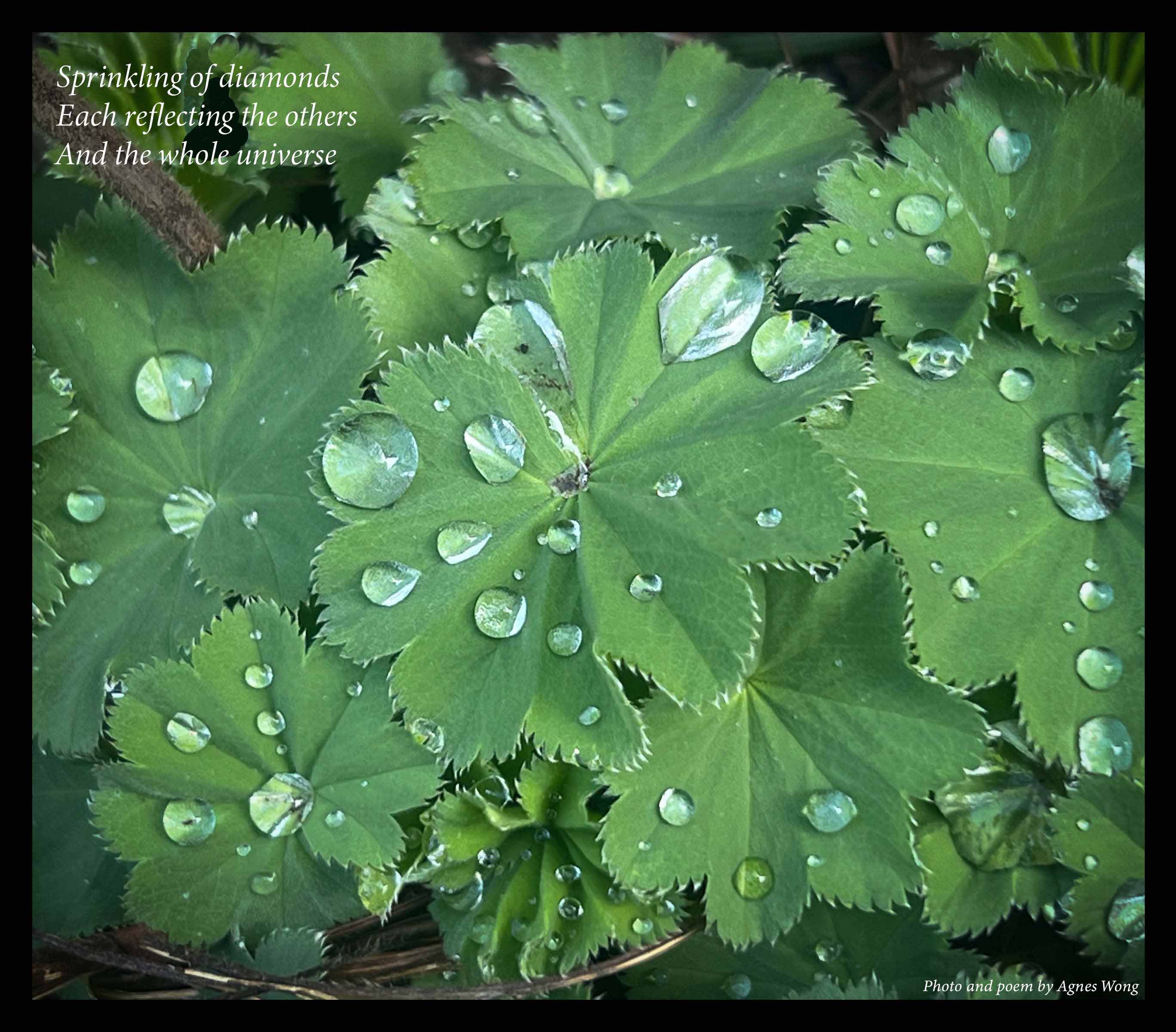 Large raindrops rest on the folds of broad green leaves.