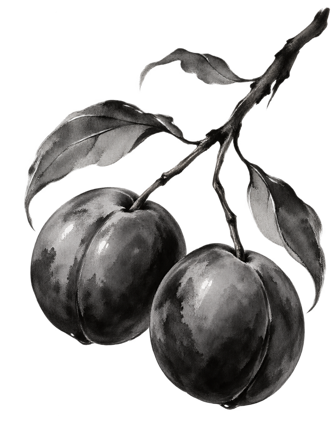 Two ripe plums hanging from a leafy branch, rendered in black-and-white ink wash.