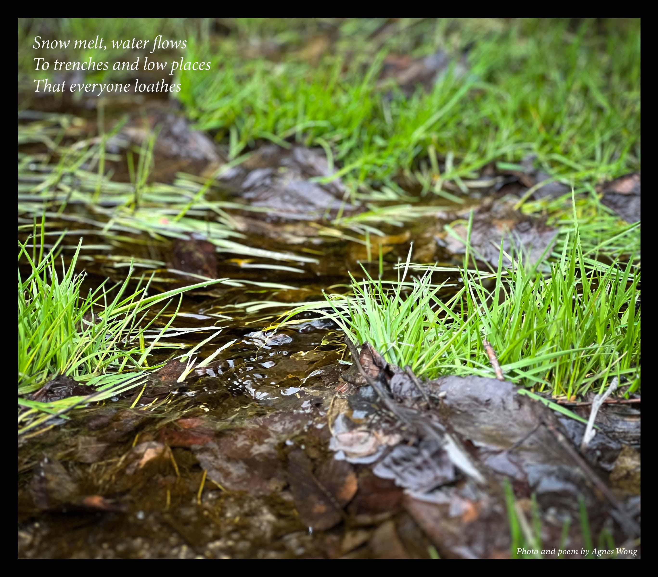 Meltwater flows through a shallow channel among bright green grass and fallen leaves.