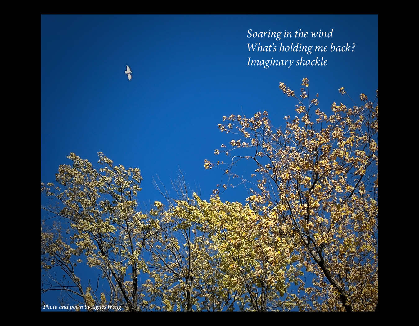A bird soars in a clear blue sky above trees with golden autumn leaves.