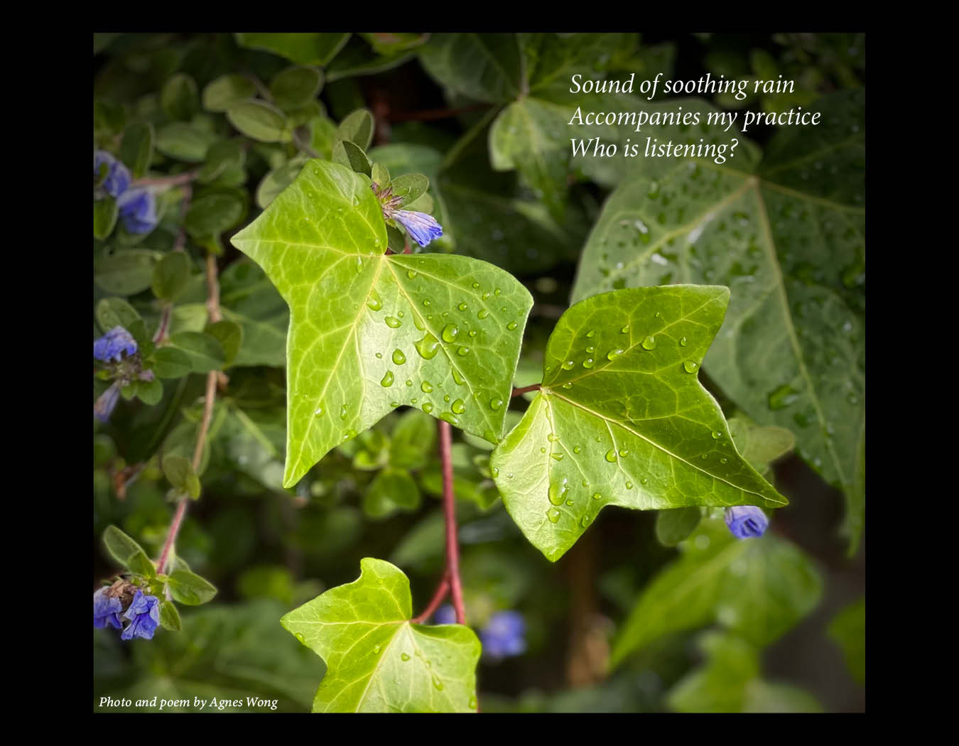 Raindrops rest on fresh green leaves among small purple flowers.