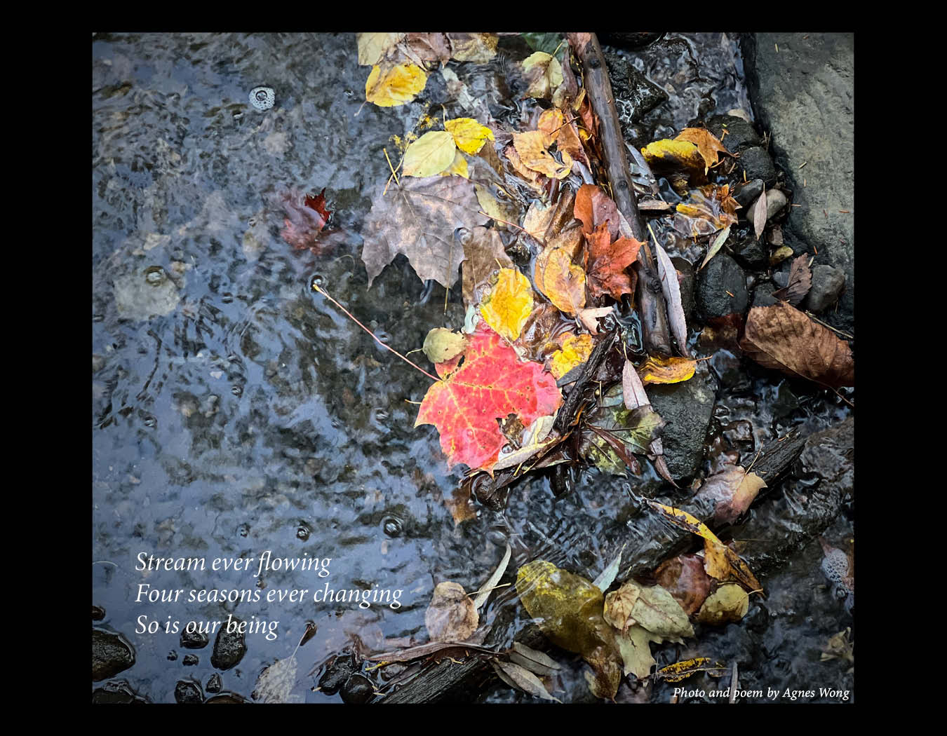 A stream flows around stones, twigs, and red and yellow autumn leaves.