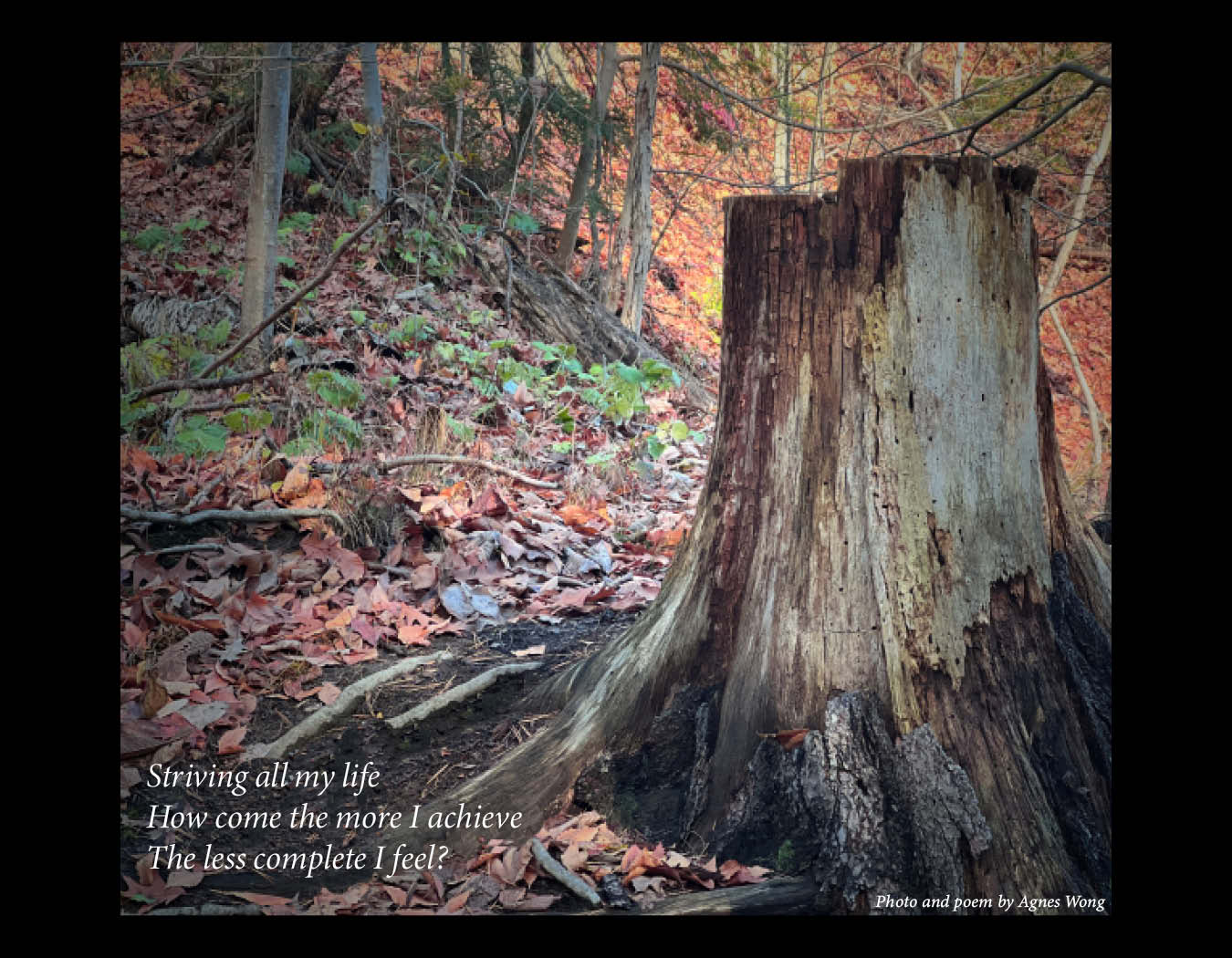A tall weathered tree stump stands among fallen leaves and branches in an autumn woodland.