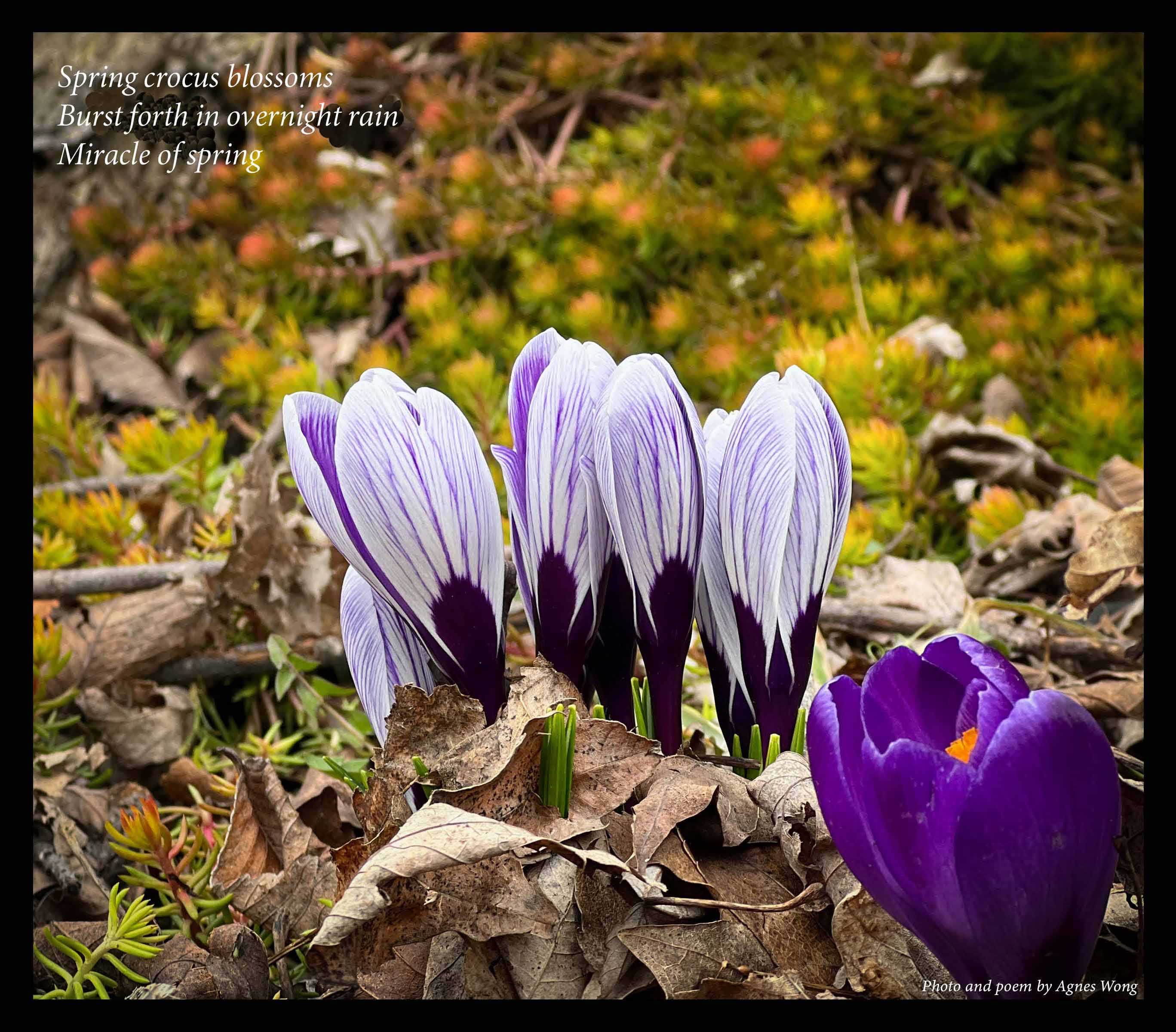 Purple and white crocuses emerge through fallen leaves, with moss and twigs behind them.
