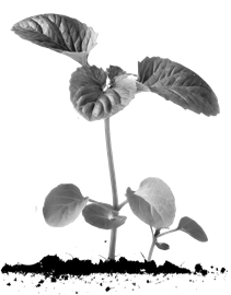 Ink drawing of a seedling
