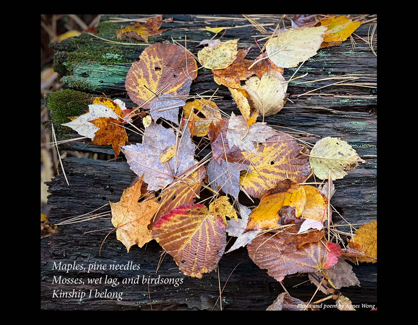 Colourful fallen leaves and pine needles lie on a dark, weathered log with green moss.